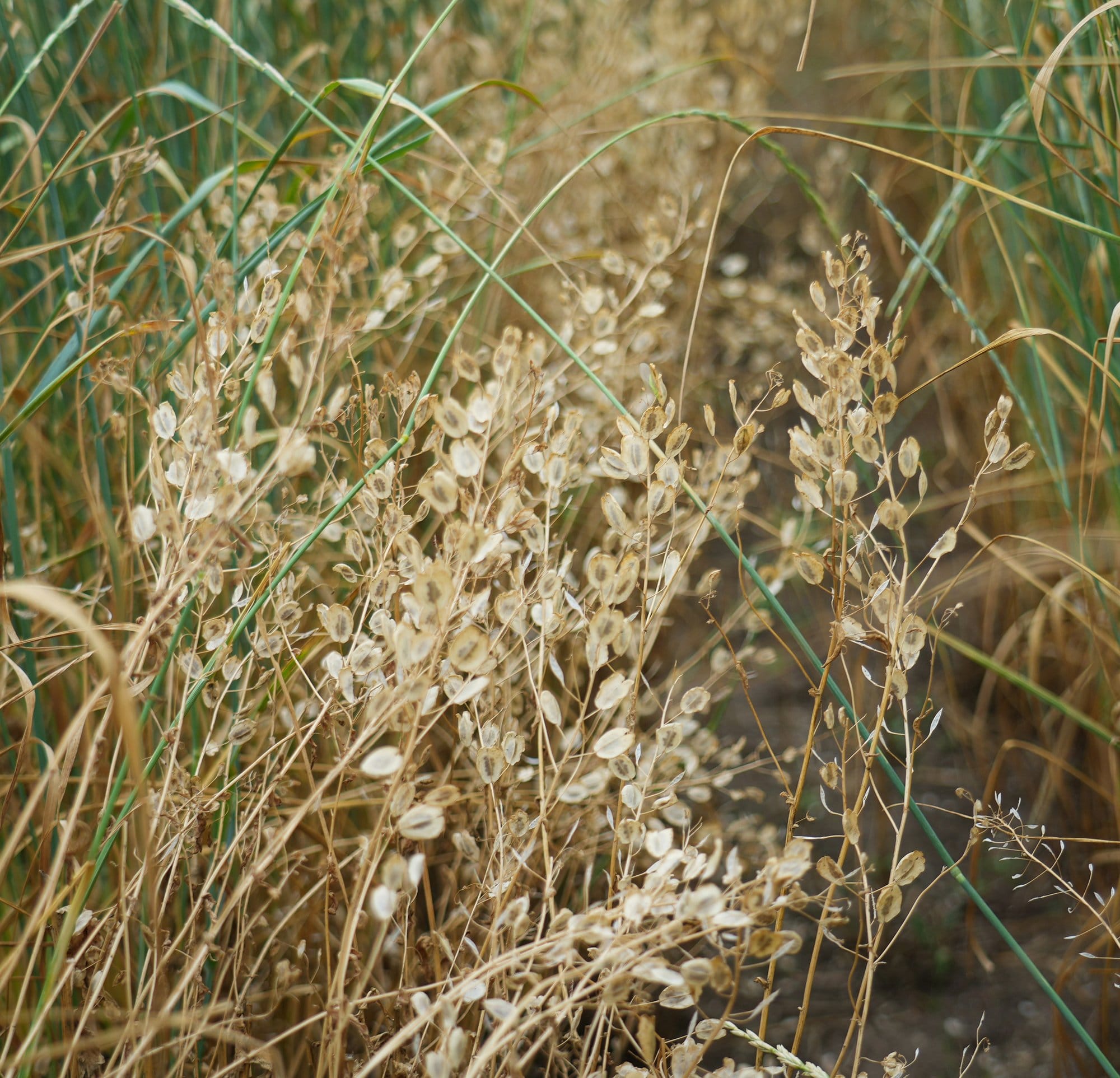 Pennycress grows in a University of Minnesota research field on July 8, 2022 in St.