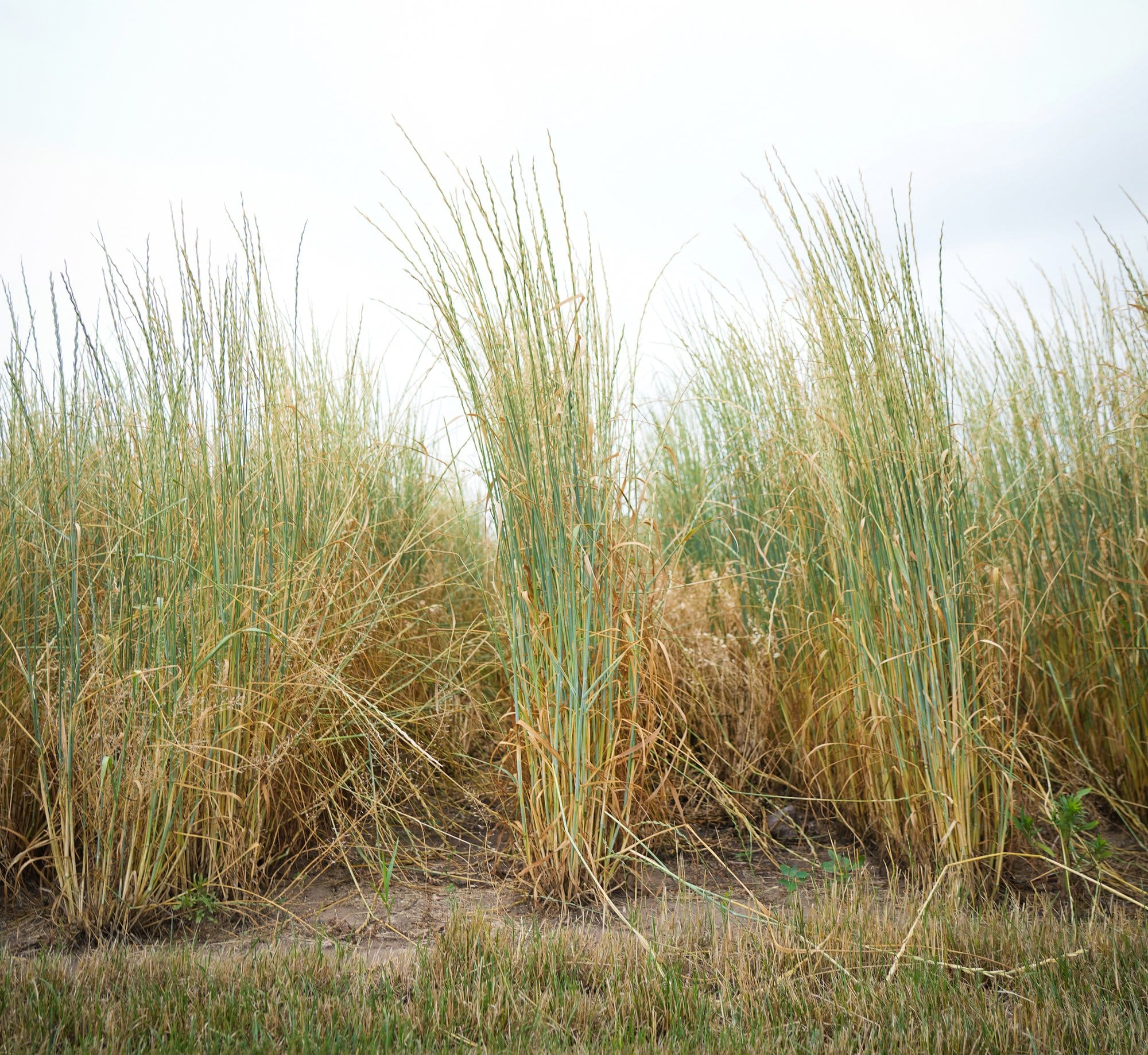 Ed Schiefelbein, left, and Guillermo Velasquez harvest barley grown in a University of Minnesota research field on July 8,