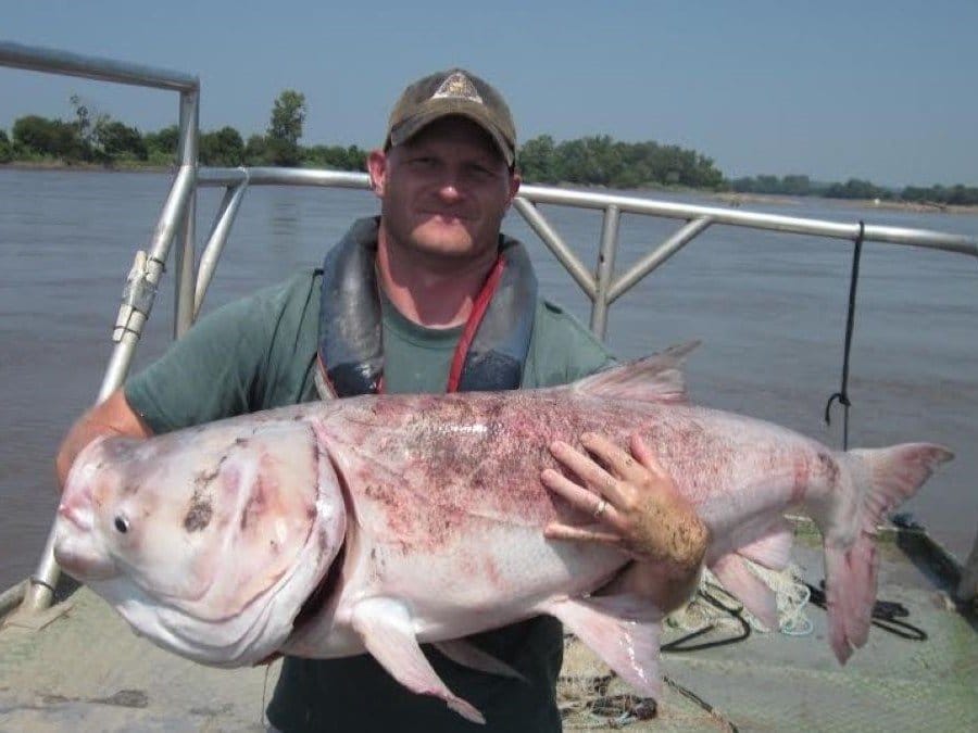 A man holds a fish the size of a pillow