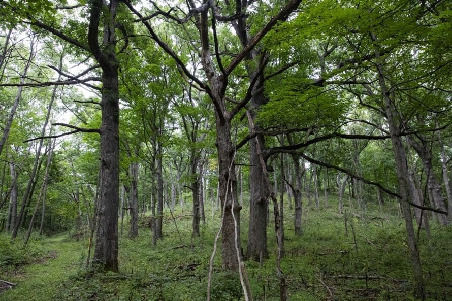 Dense green woodland