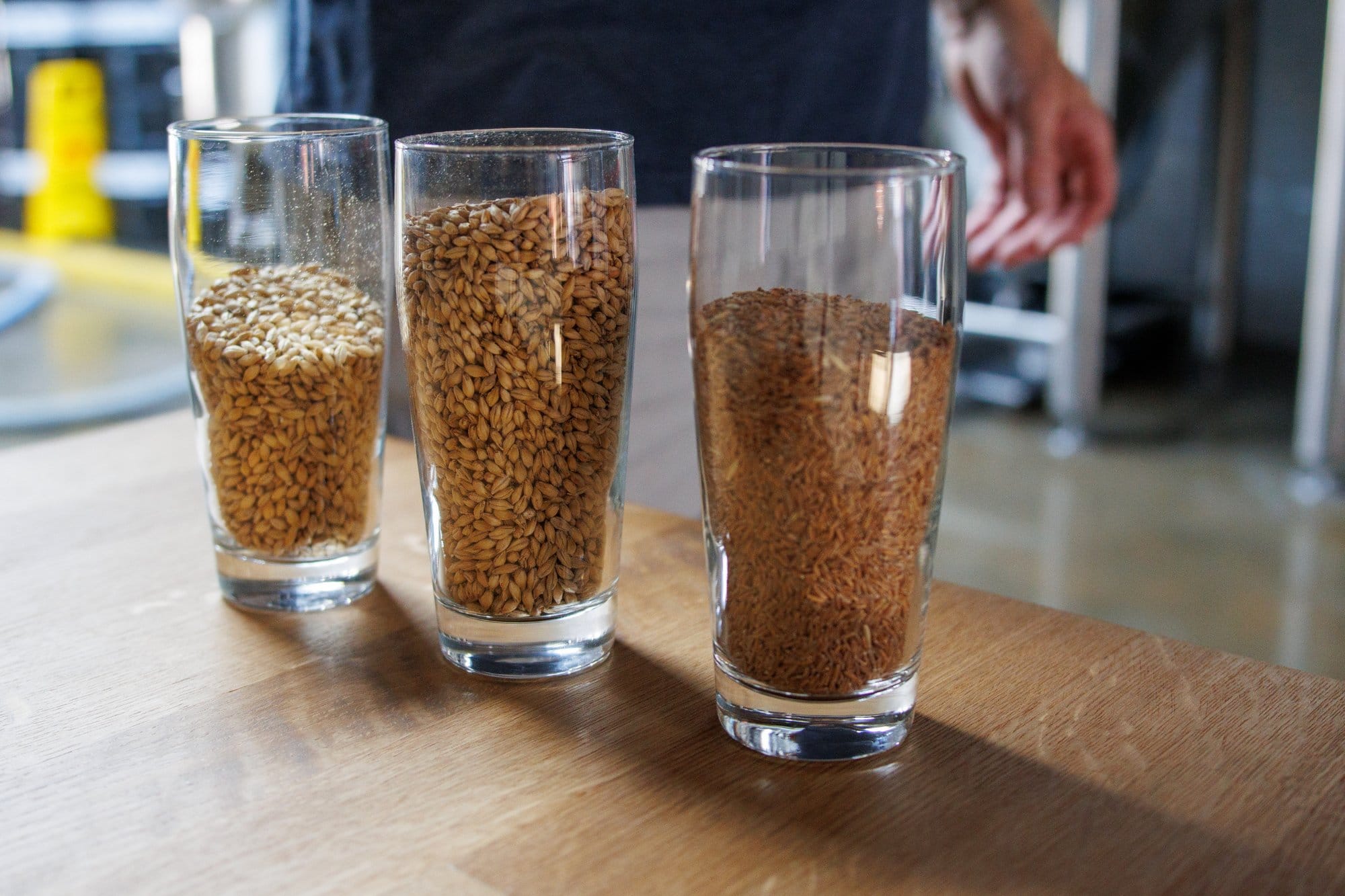 Three glasses with different seeds used at the Blue Jay Brewing Company.
