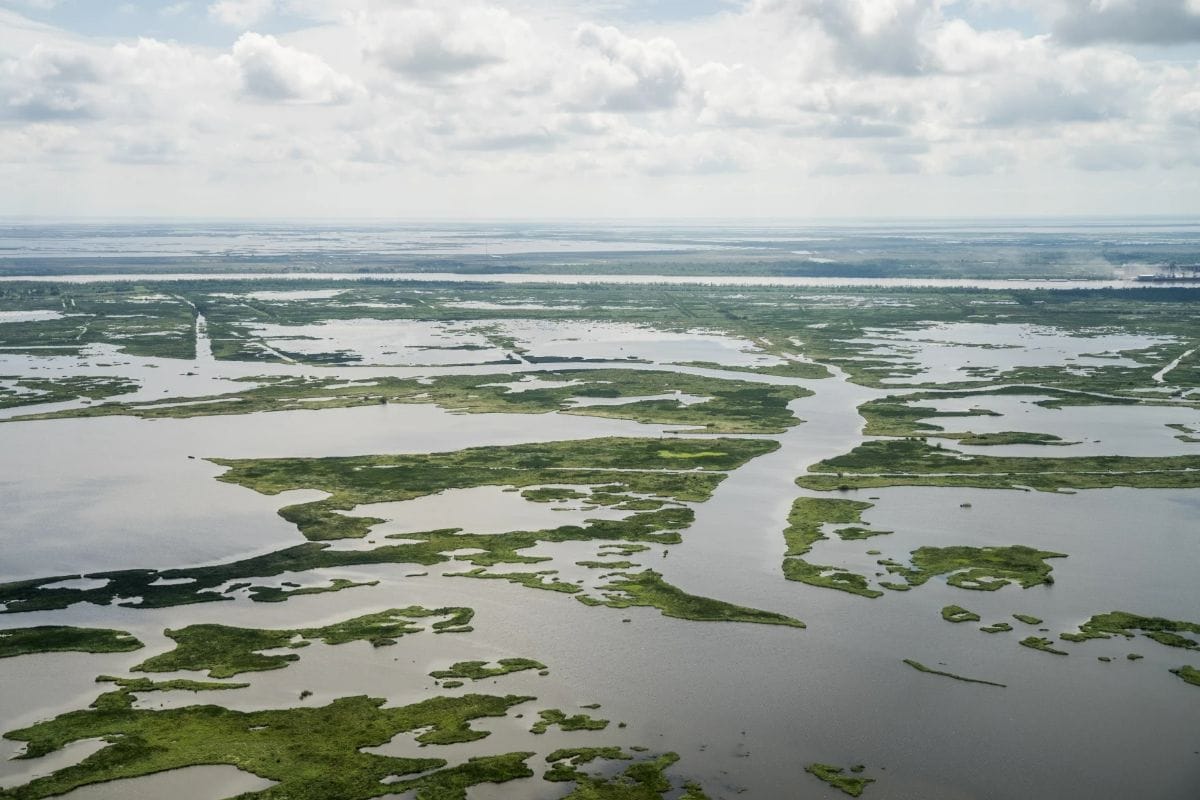 Aerial view of wetlands