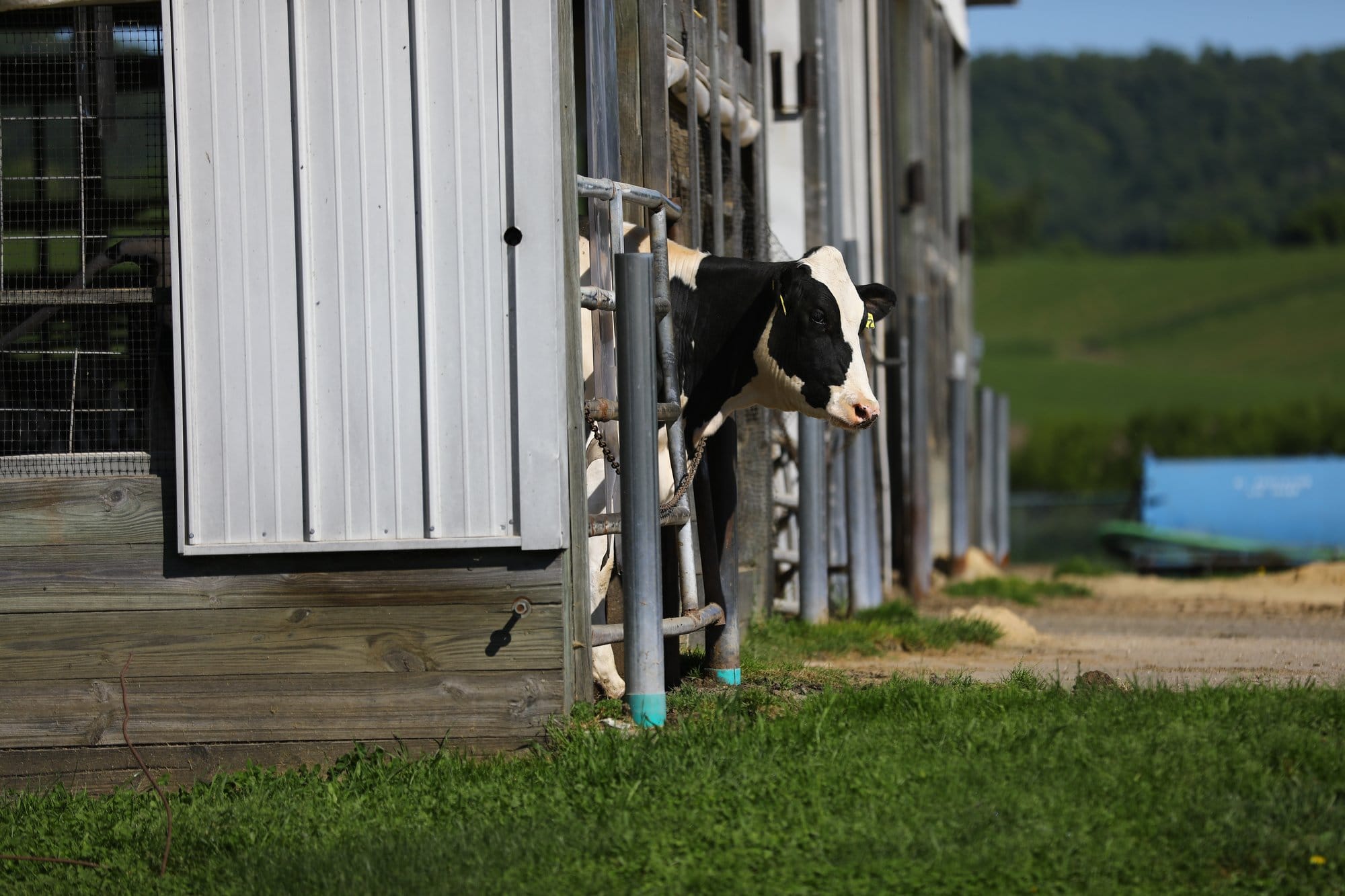 A cow looks out from its stall at a dairy farm in Cochrane, Wisconsin, in July 2017.