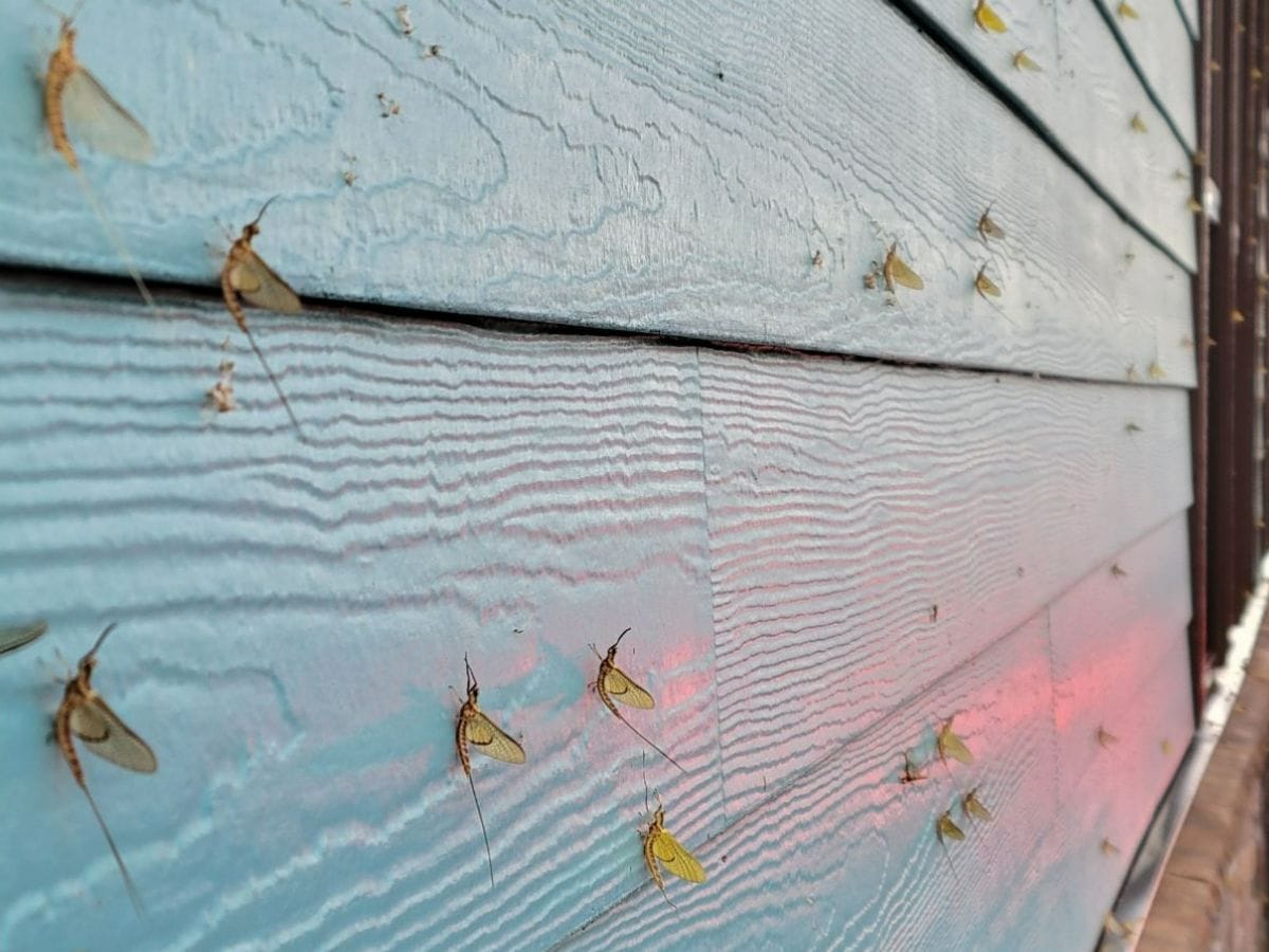 Mayflies dot a building