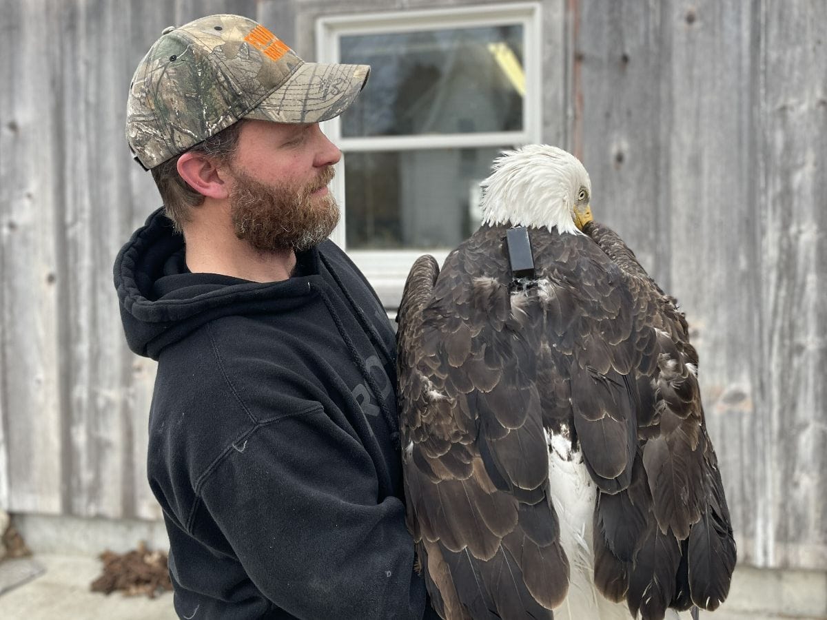 A man holds a bald eagle