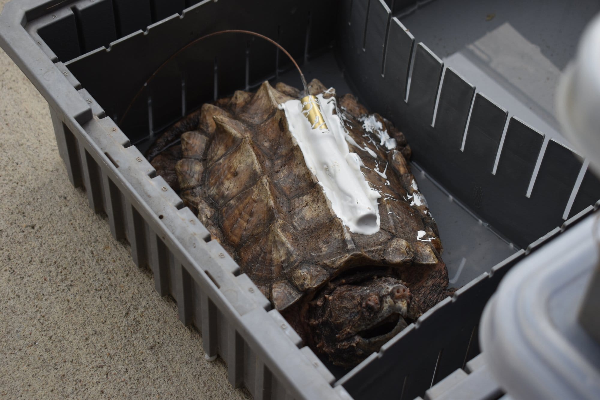 An alligator snapping turtle sits in a box.