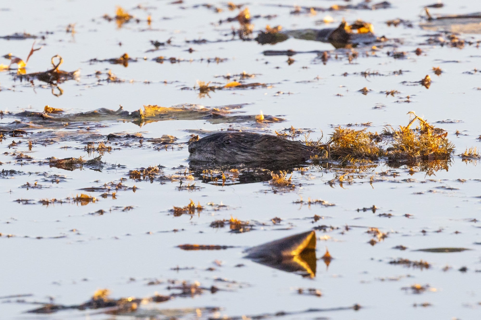 A beaver's head pokes out from a pond