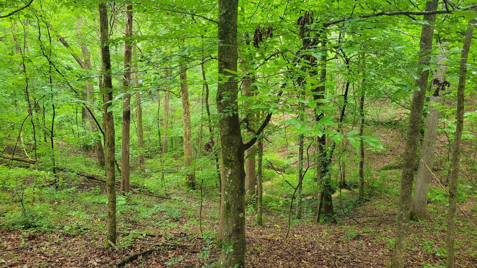 Tennessee is working to purchase 5,477 acres of forest land near Grand Junction from the Hobart Ames Foundation.