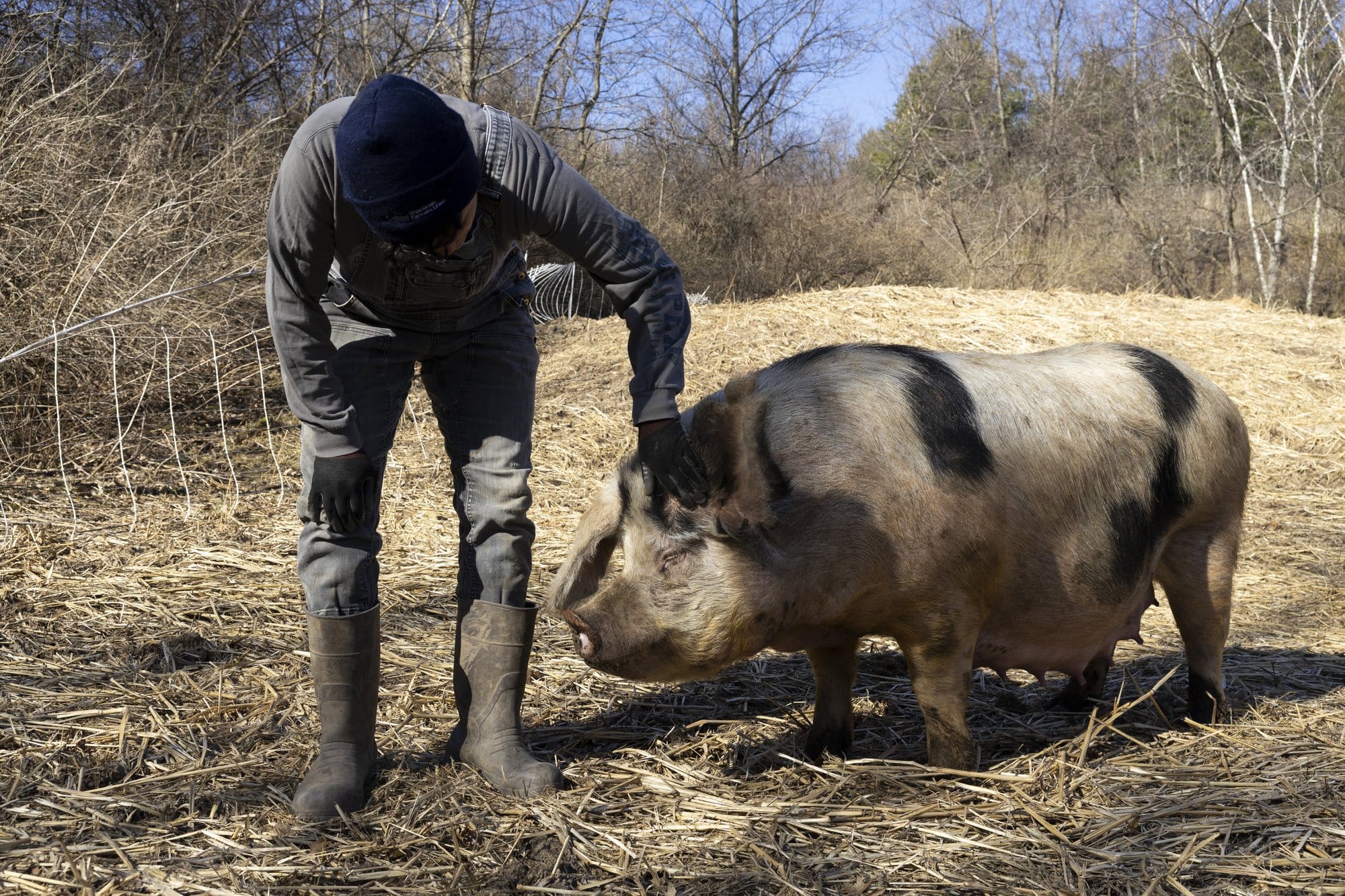 Jess D'Souza, owner of Wonderfarm in Klevenville, Wis., pets Candy, a female breeding pig.