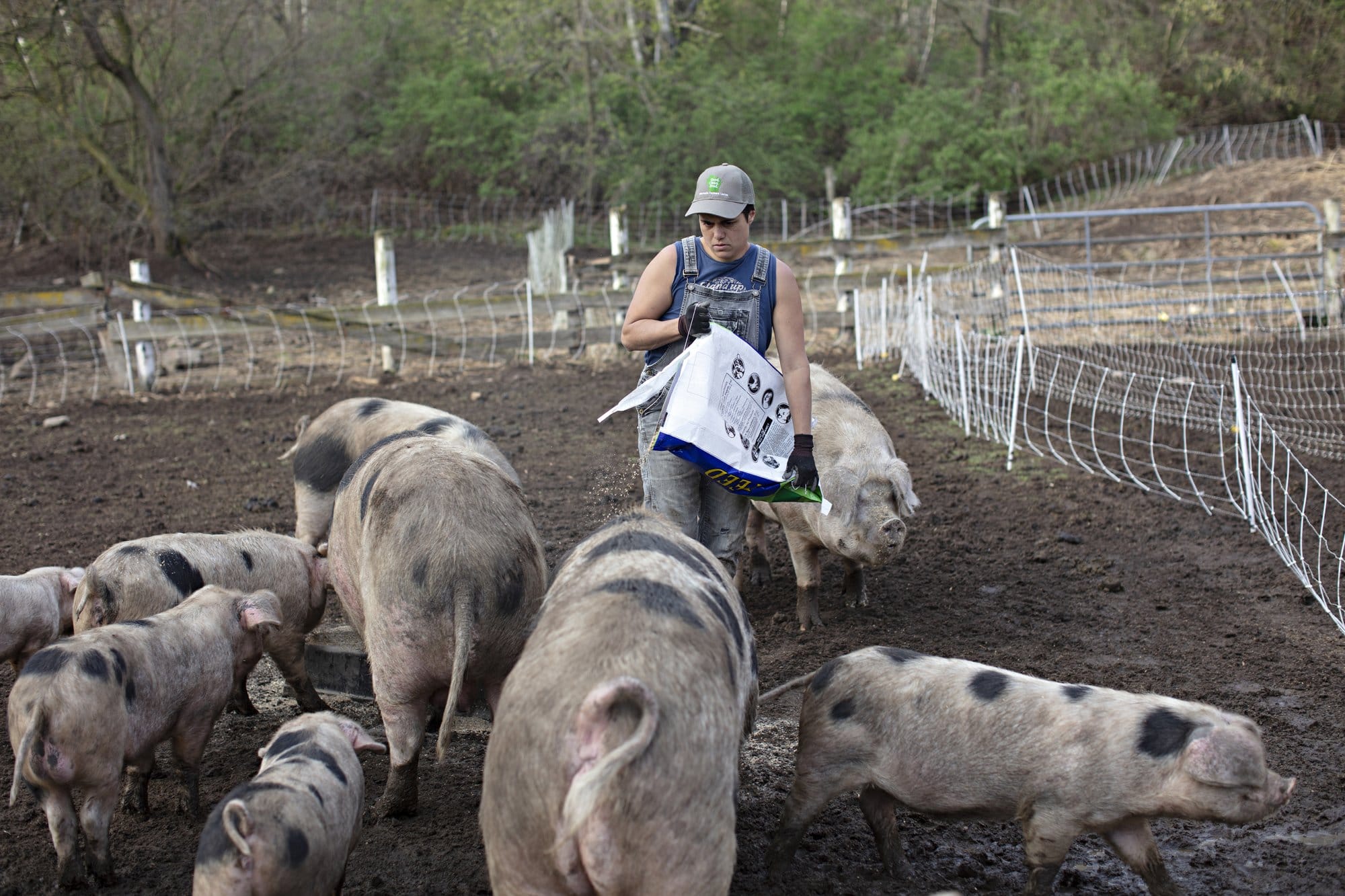 Jess D'Souza feeds pigs on harvest day at Wonderfarm.