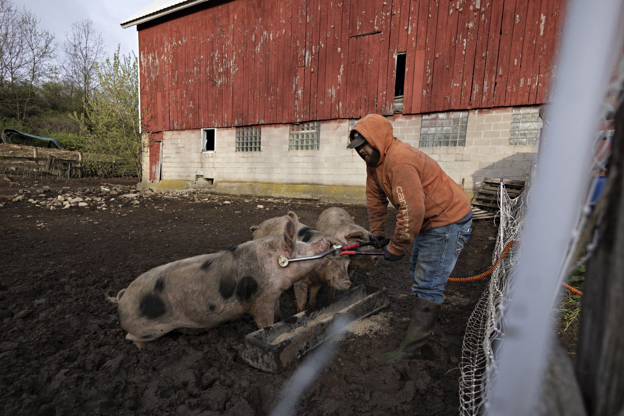 Mitch Bryant of Natural Harvest butchering uses an electrical stunner on a pig at Wonderfarm.