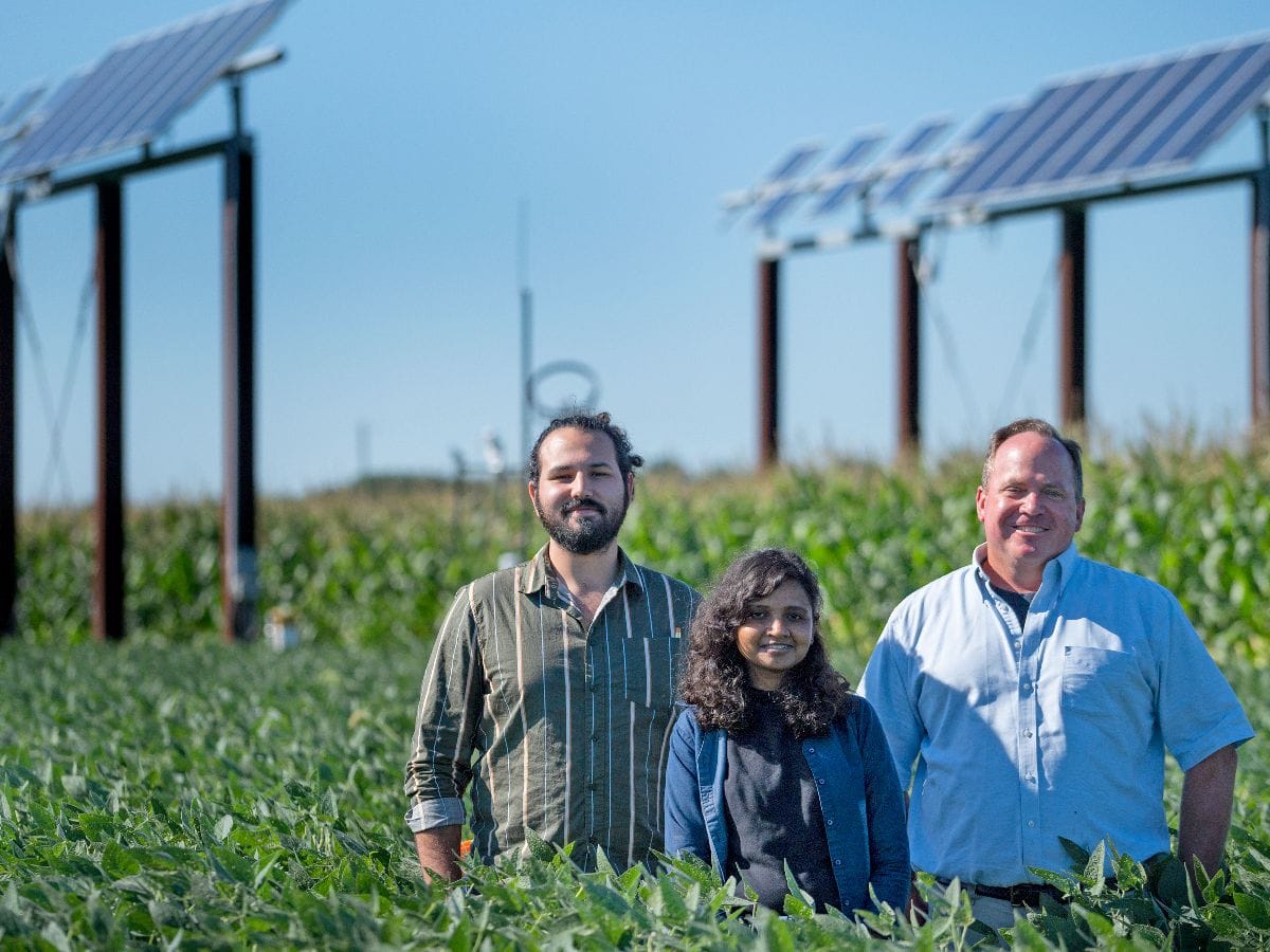 Three researchers in a field of crops. Behind them are solar panels
