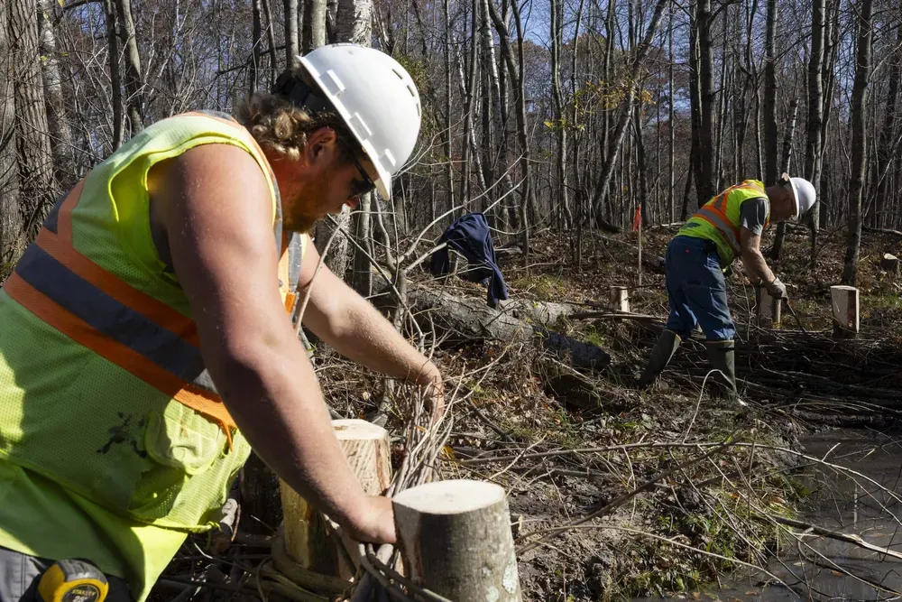 Two Hoffman Construction employees weave sticks and tree branches to build artificial beaver dams.