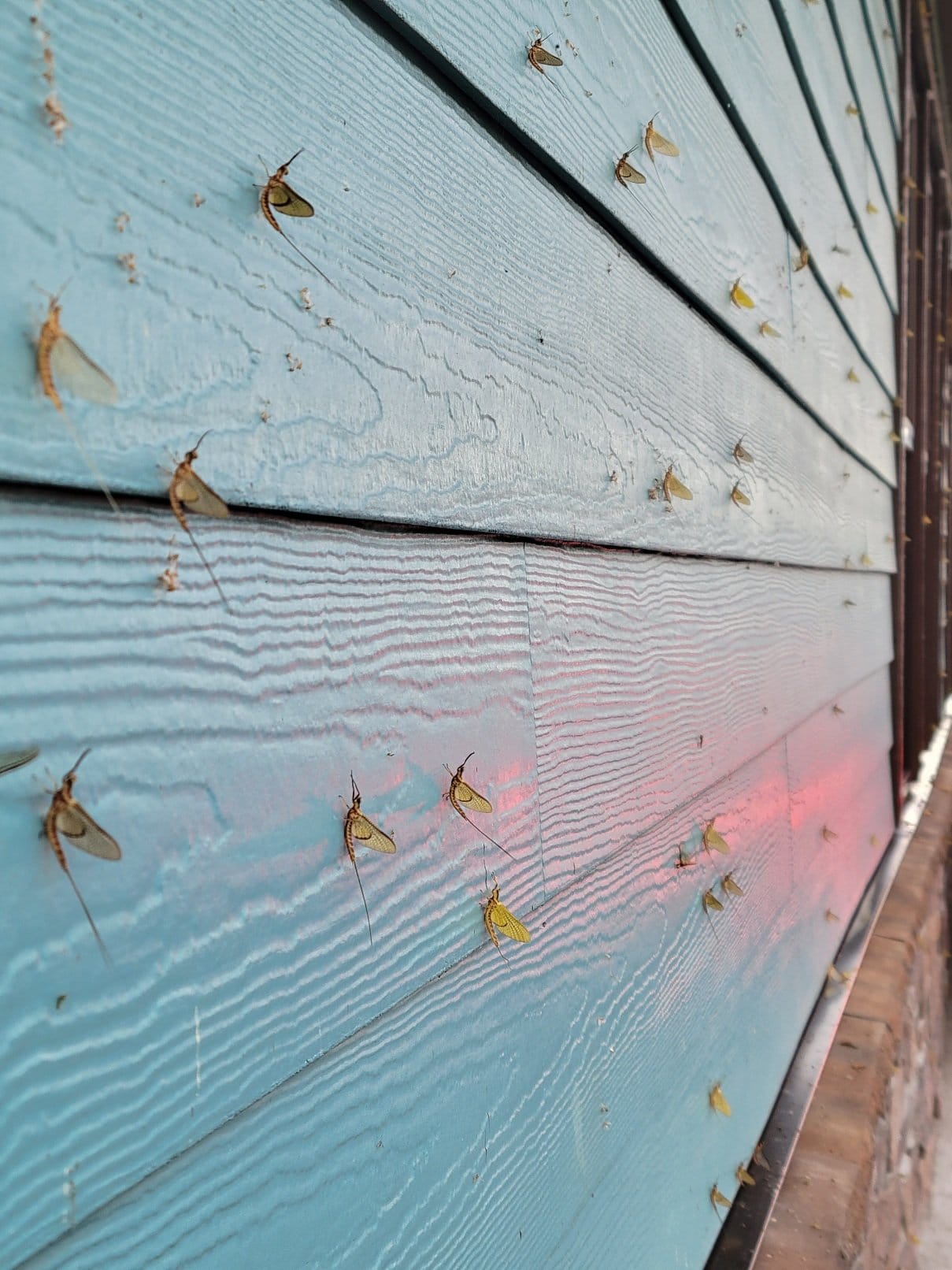 Mayflies dot a building.
