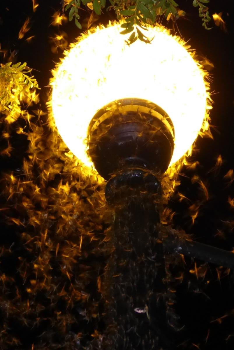 Mayflies swarm around an outdoors lamp.