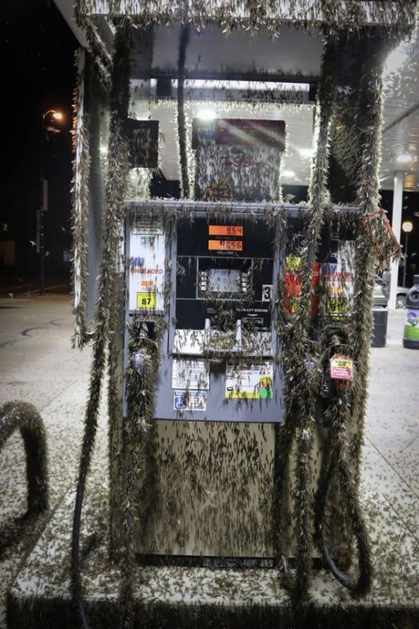 Mayflies swarm a gas station pump.
