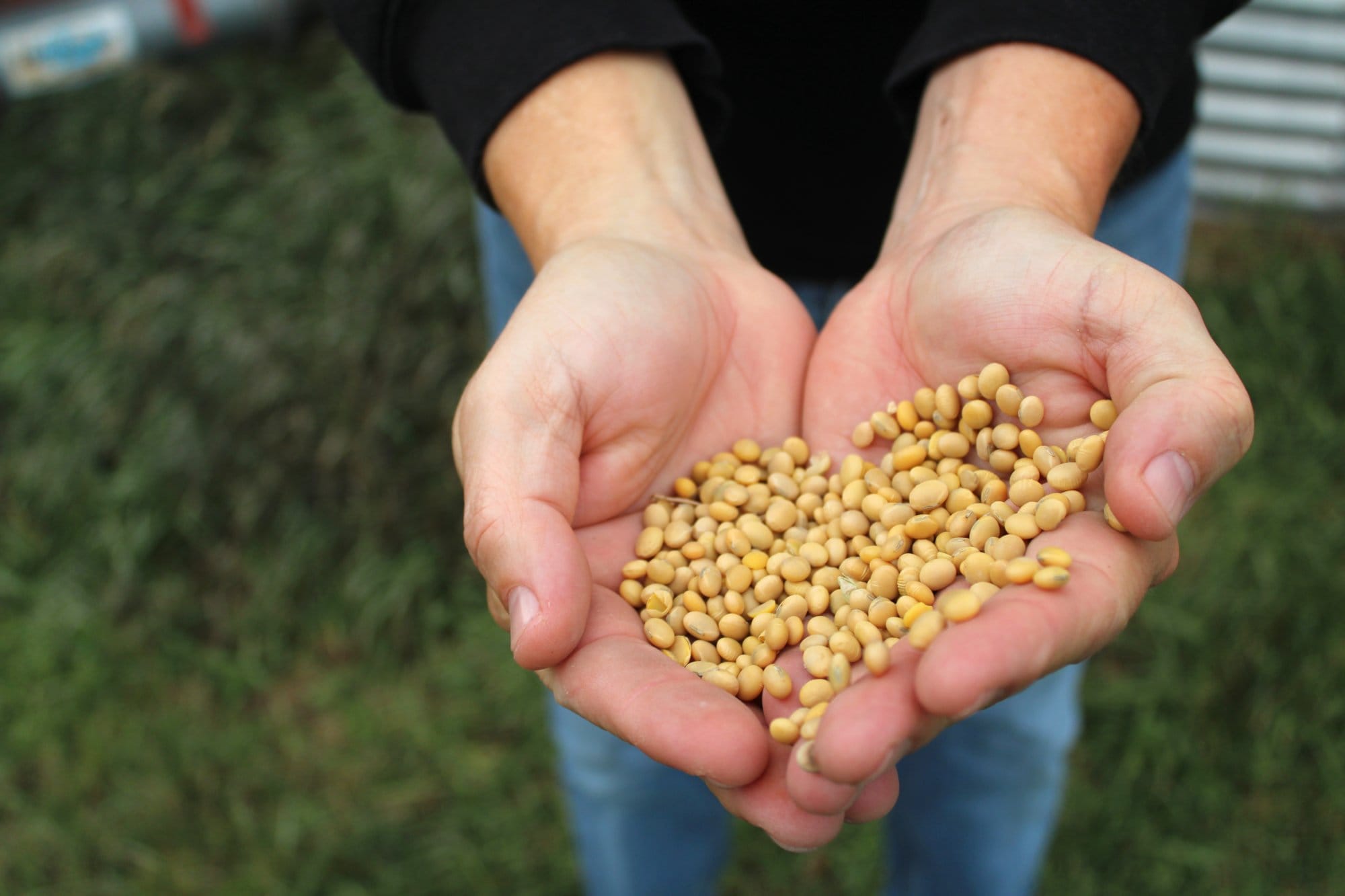 Stafslien displays a handful of soybeans