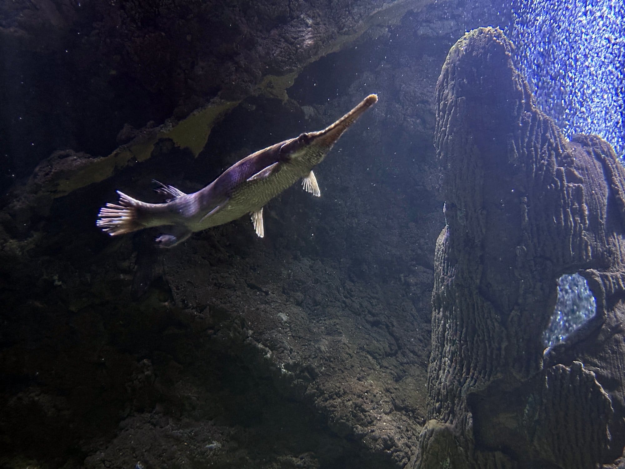 A gar swims in an aquarium at the Tunica RiverPark and Museum in Tunica, Mississippi.