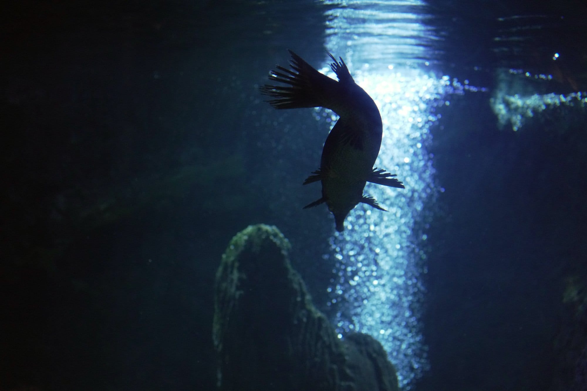 A gar swims in an aquarium at the Tunica RiverPark and Museum in Tunica, Mississippi.