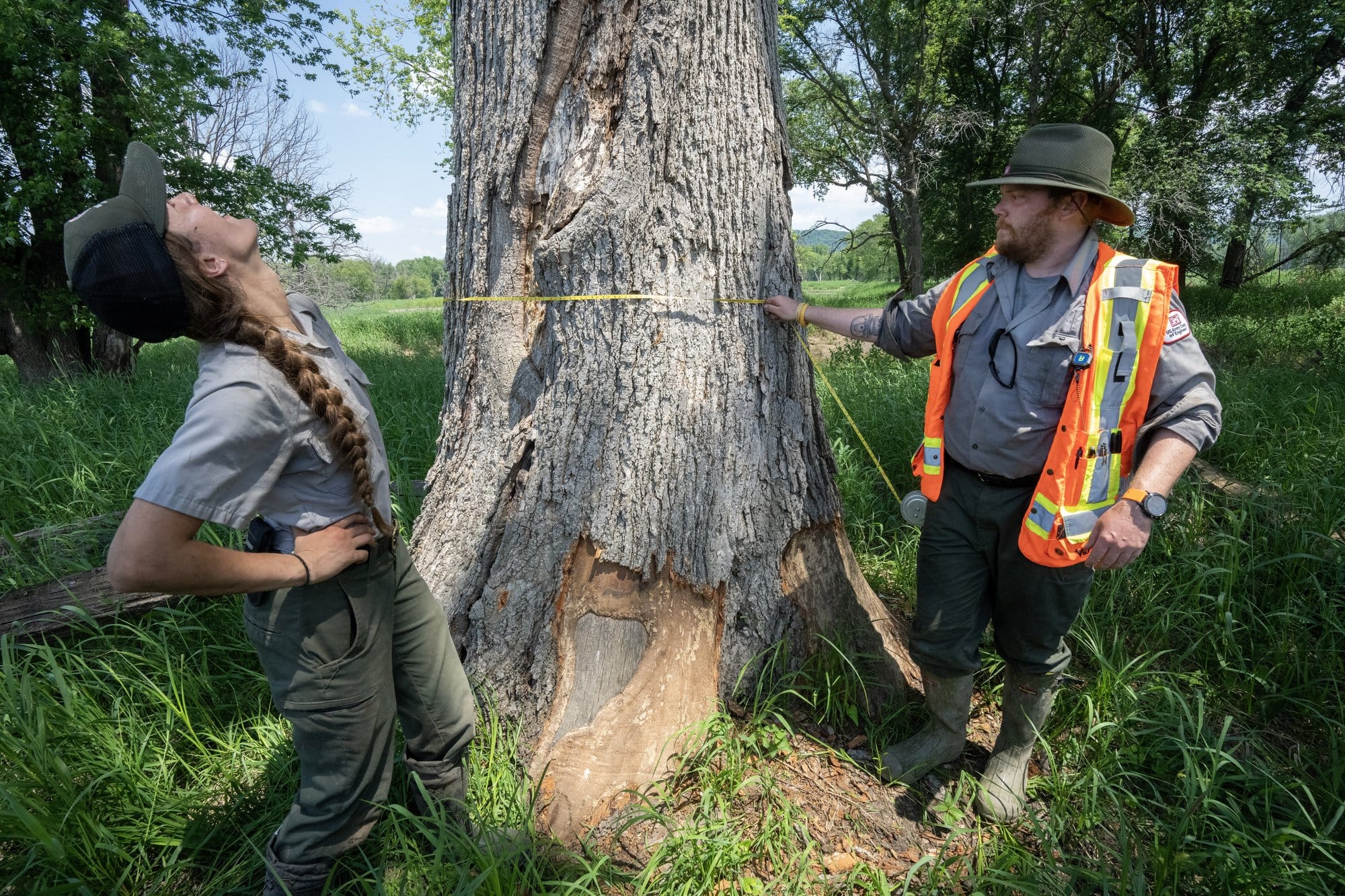 Army Corps of Engineers foresters Sara Rother and Lewis Wiechmann measure a swamp white oak.