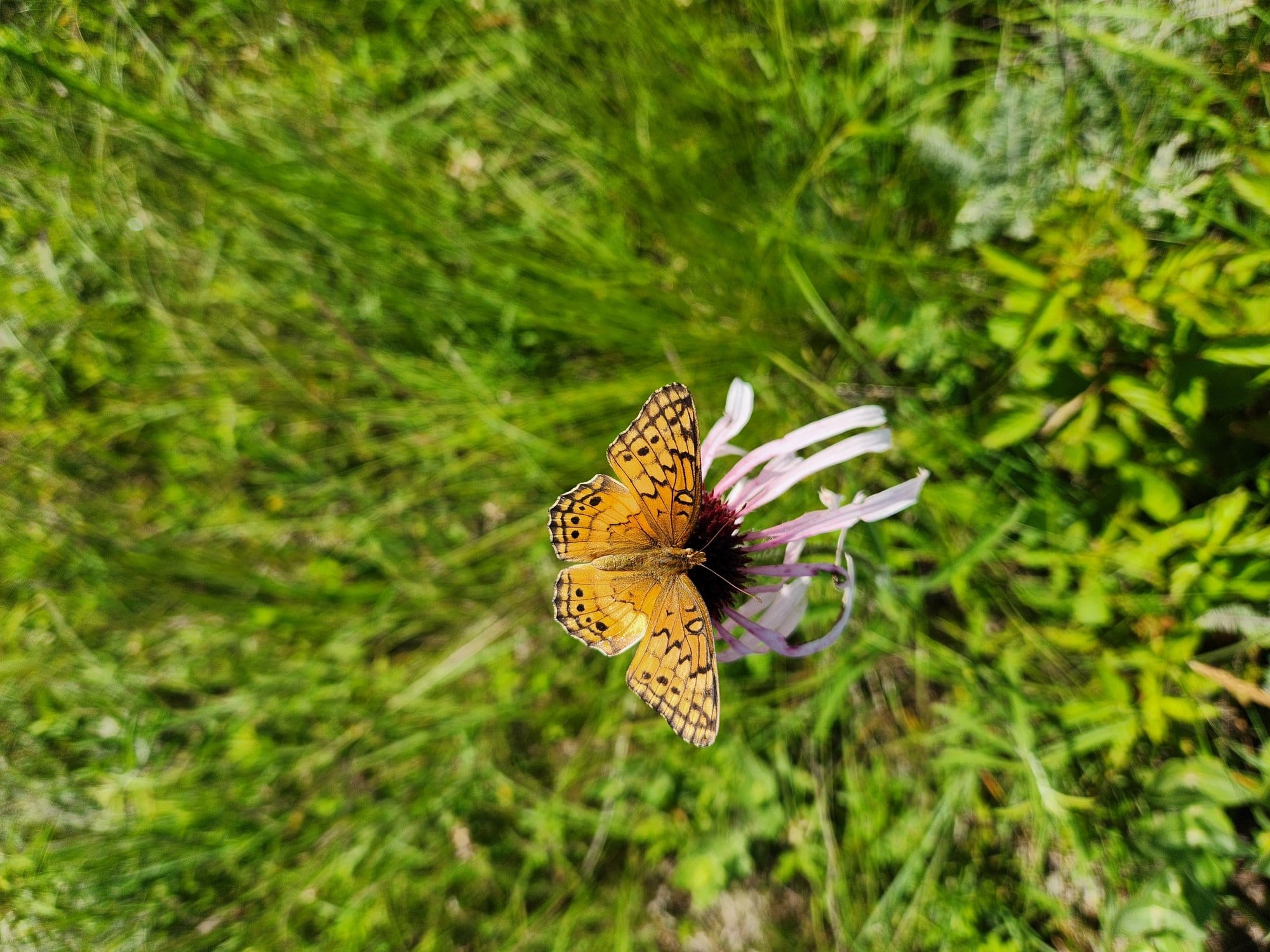 A Variegated orange Butterly sits on a flower and spreads its wings.