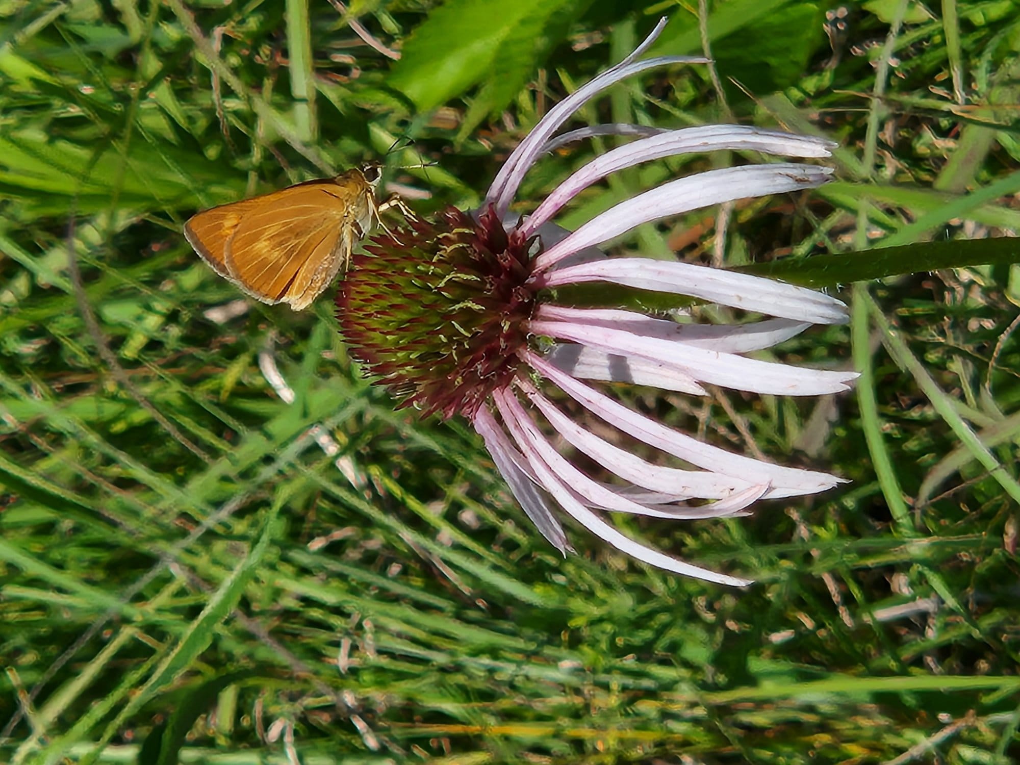 An orange butterfly sits on a flower.