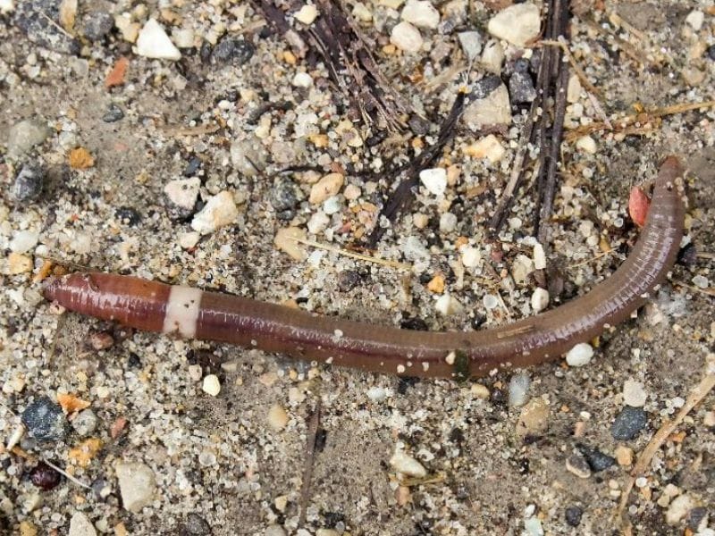 Close-up of jumping earthworm