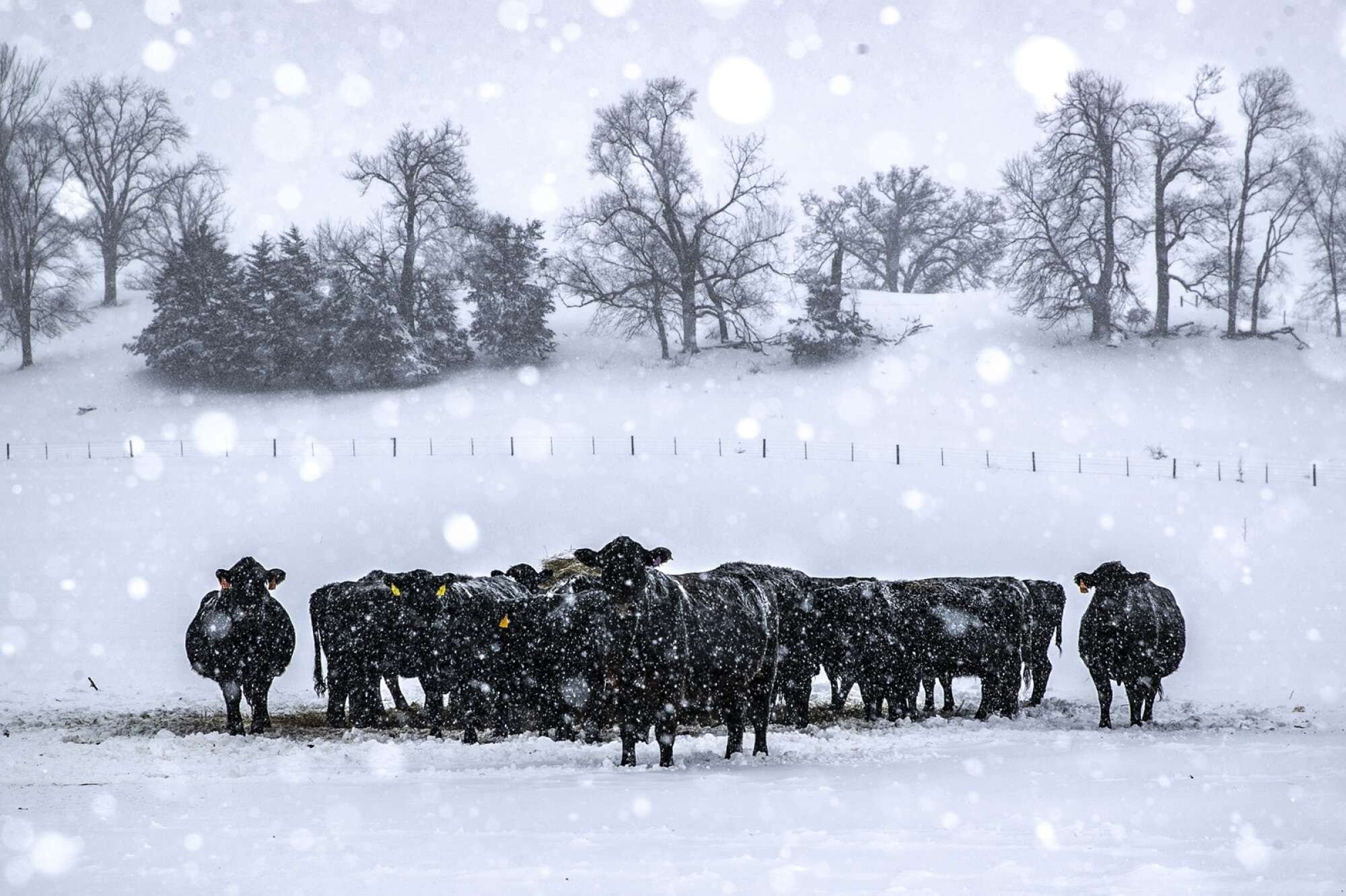 Cows huddled for warmth as snow fell on Friday, Jan.