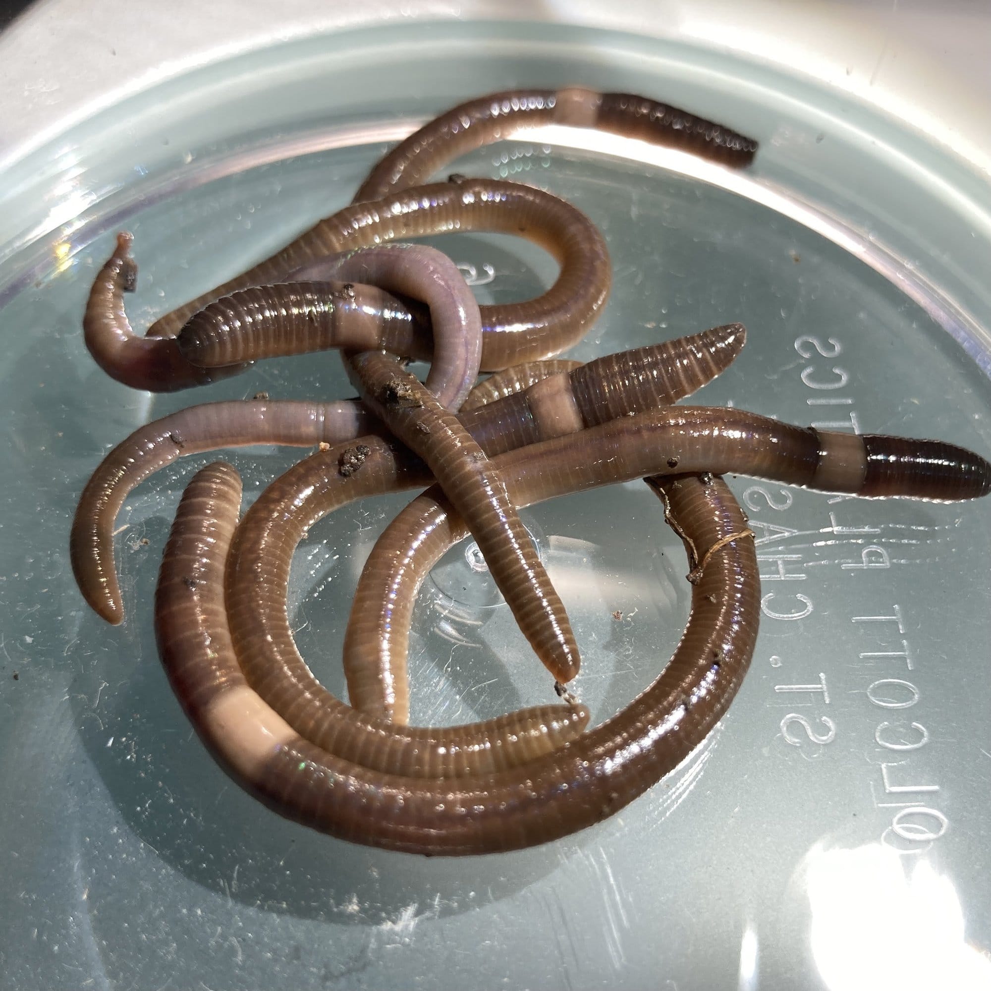 J Green Nebraska Extension Jumping Worms