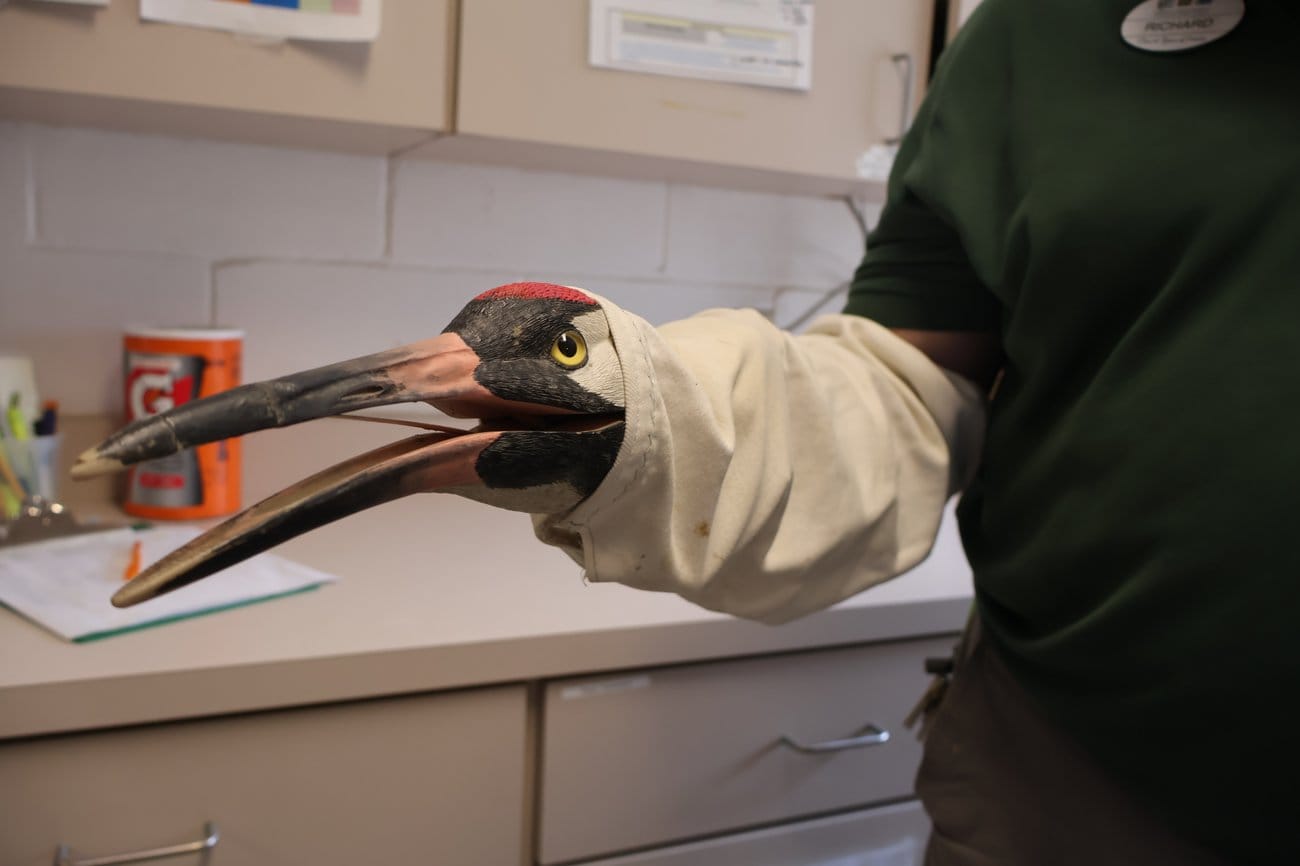 An arm is wearing a handheld whooping crane puppet