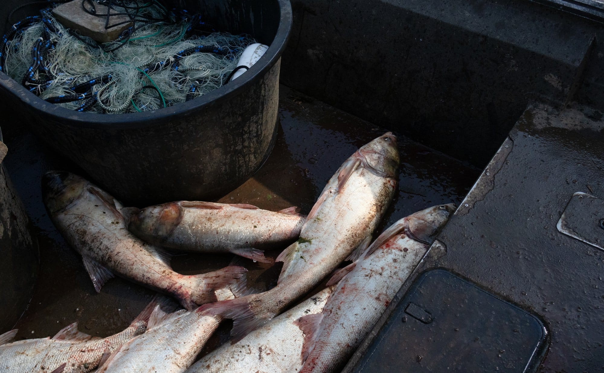 A handful of carp harvested from the Cache River sit in an Arkansas Game and Fish Commission boat.
