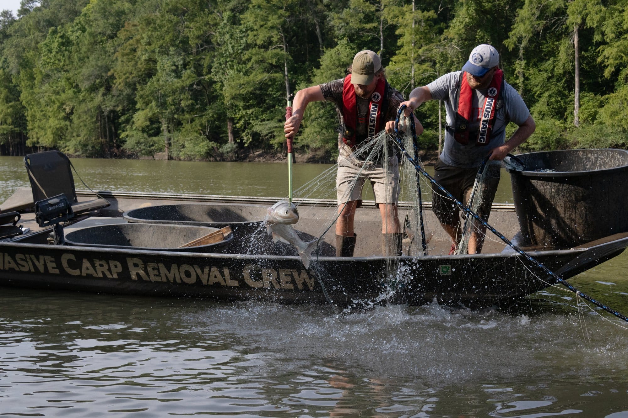 Ethan Chism and Cody Jordan, two invasive carp specialists with the Arkansas Game & Fish Commission catch a fish from their net.