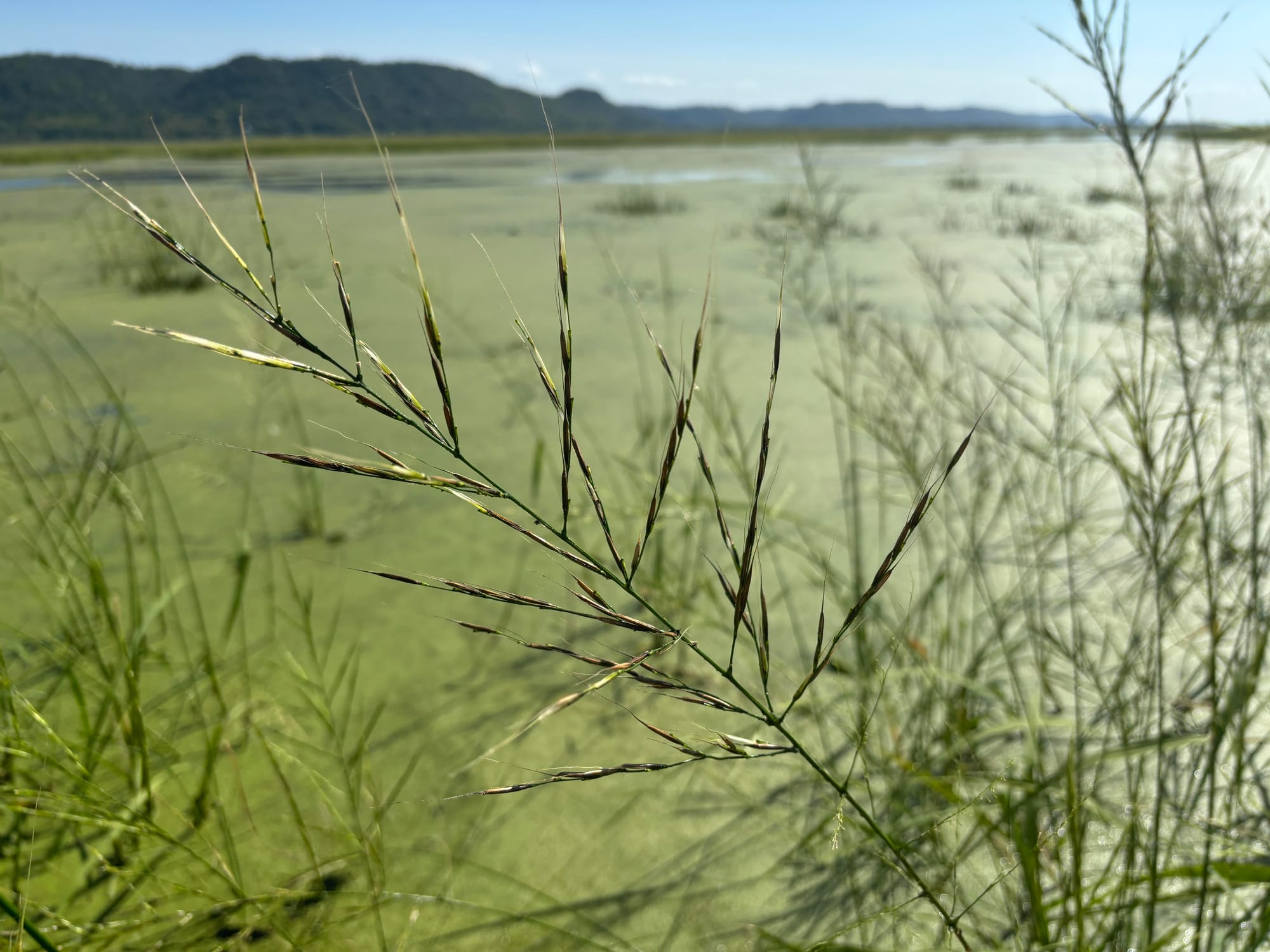 A wild rice plant.