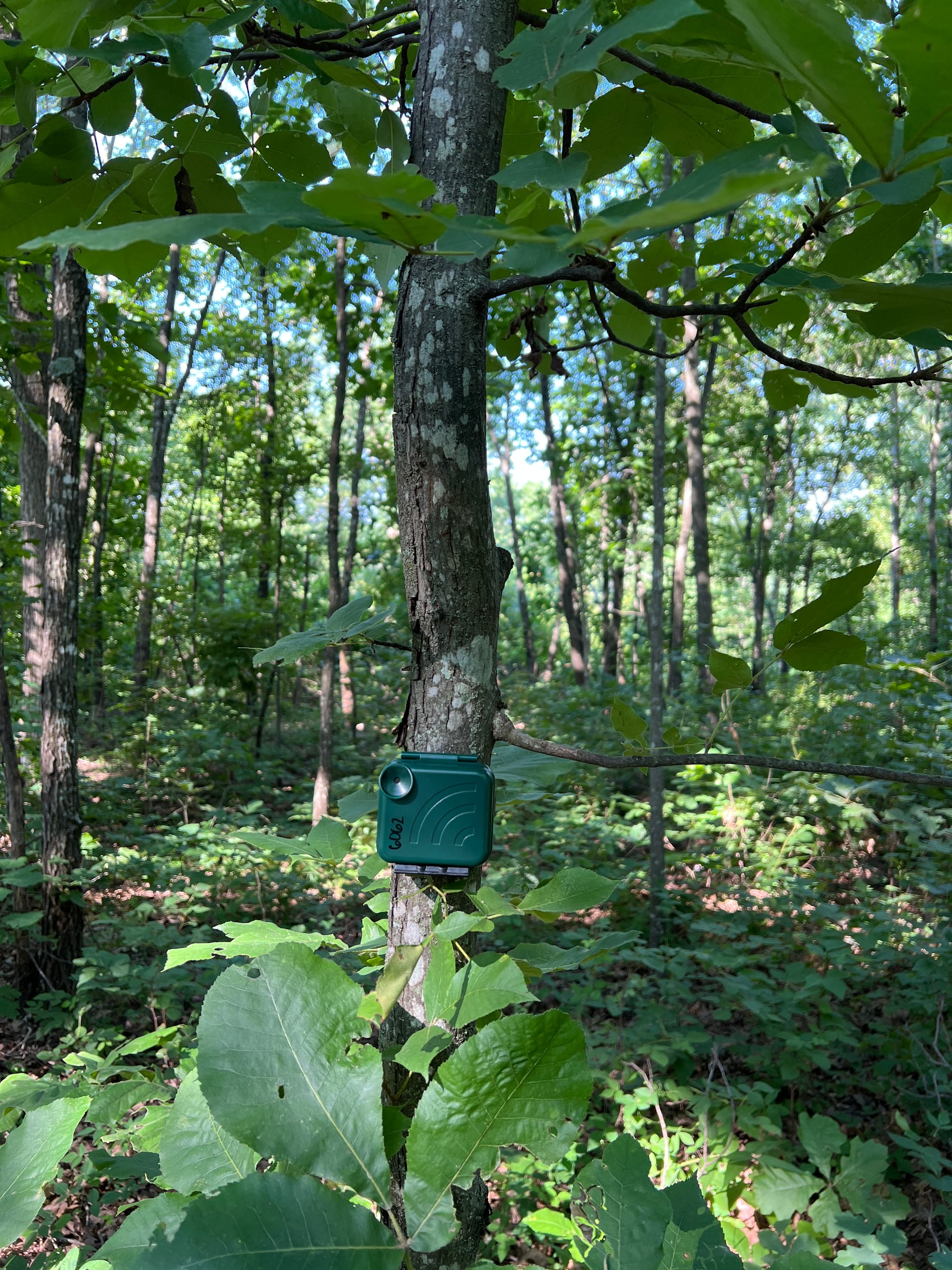 A green speaker is attached to a tree in a forest.