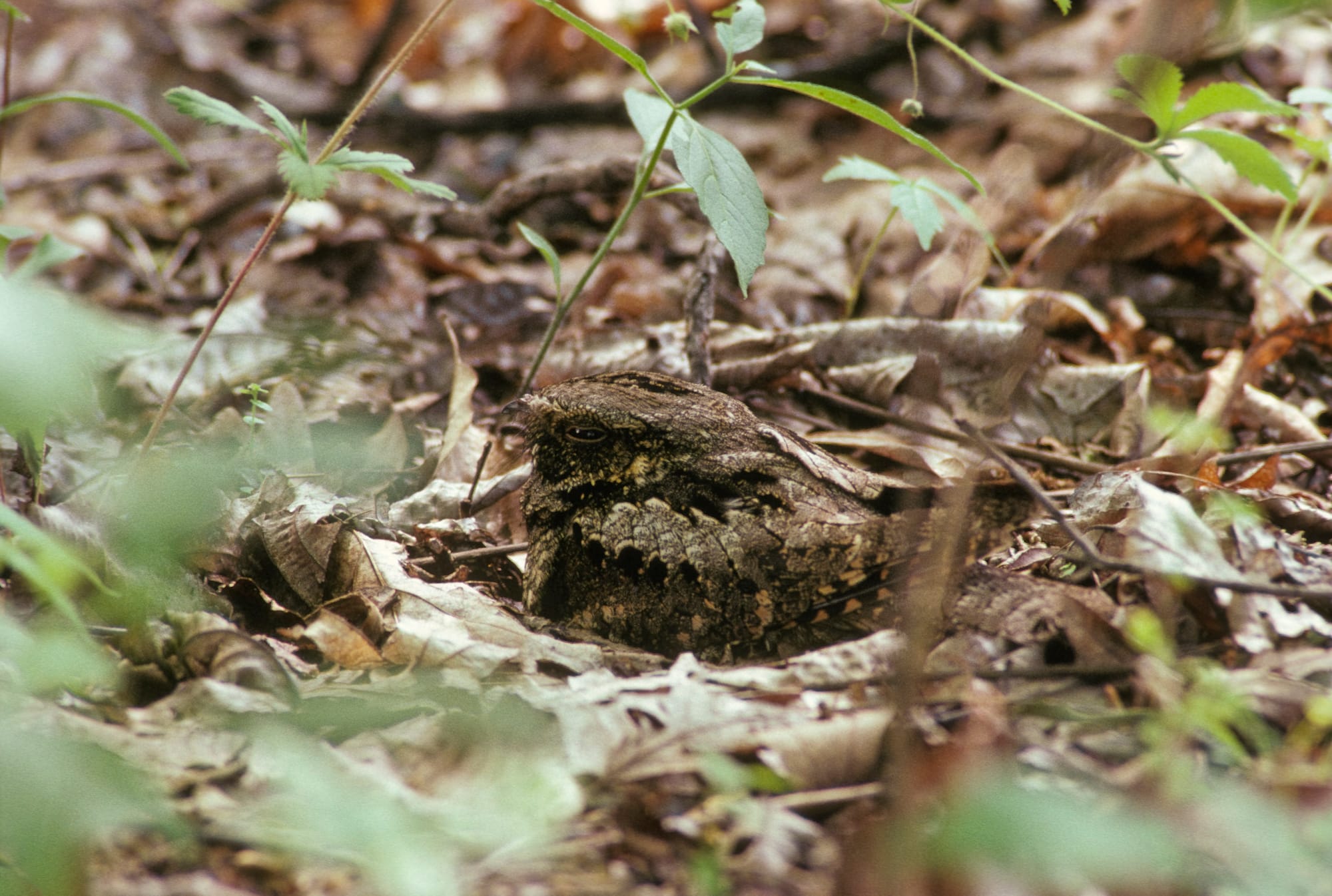 A whip-poor-will sits in brush