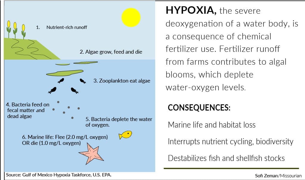 Diagram explaining how fertilizer runoff causes hypoxia. Nutrient-rich runoff fuels algal growth; zooplankton consume the algae, and bacteria decompose dead algae and waste, depleting oxygen in the water. Low oxygen forces marine life to flee or die, contributing to habitat loss and declining fish and shellfish populations.