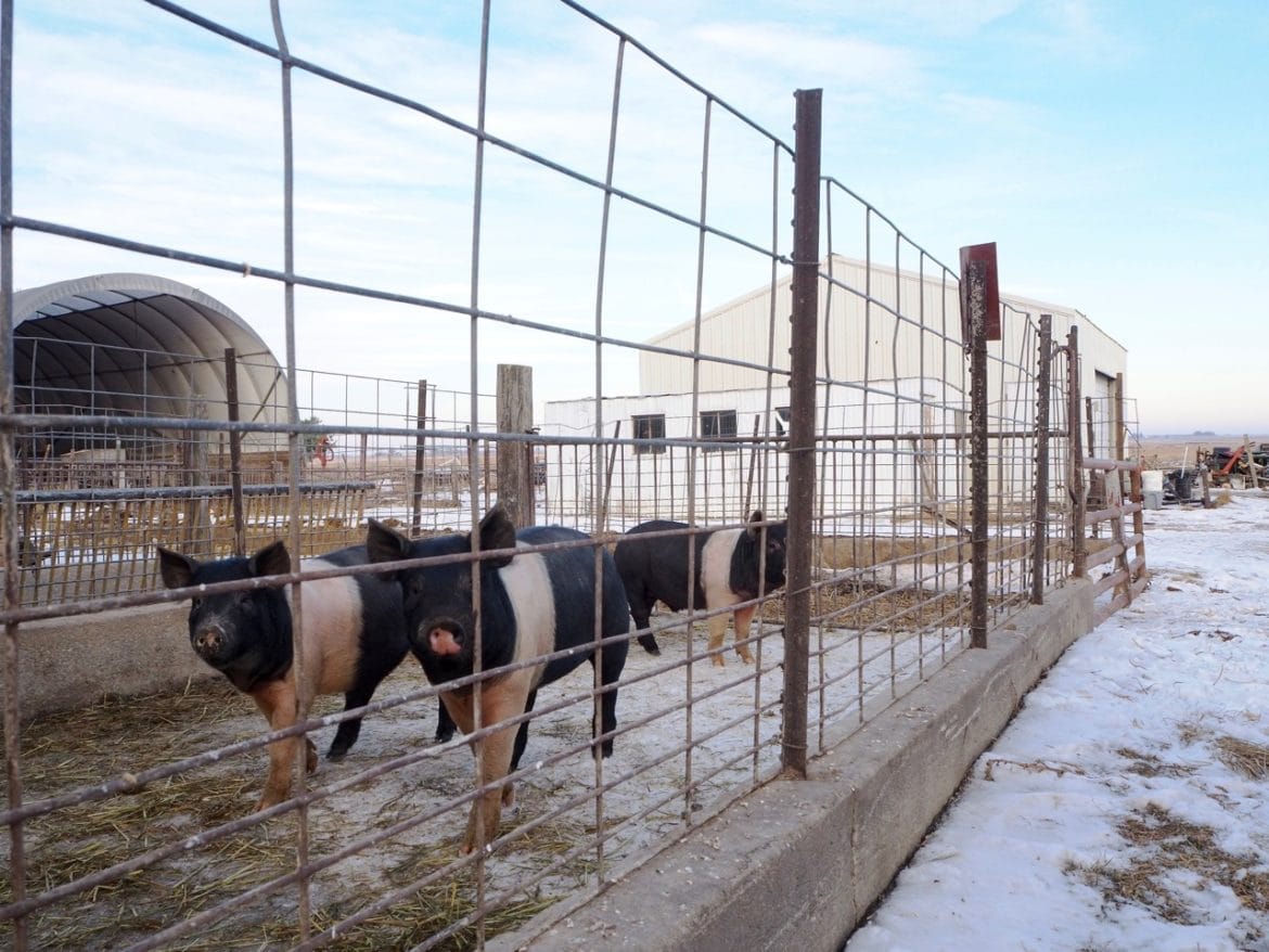 Three hogs stand in an outdoor fenced pen on Denny Rehberg’s farm near Walker, Iowa, with snow covering the ground around the farm buildings.