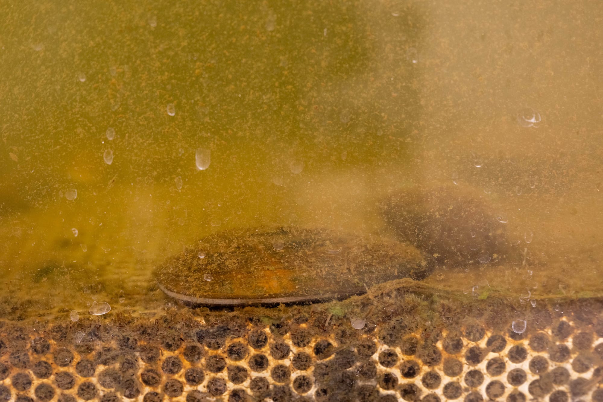 A brown mussel sits in murky water.