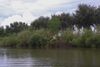 Why are river deltas disappearing? They’re sinking faster than many people realize.