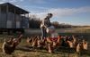 Novice farmers face big challenges making it in today’s ag sector