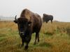 ‘Gaining back our identity’: Standing Rock Sioux Tribe looks to expand buffalo herd