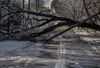 A huge tree has been blocking Greenwood Ave for 5 days Photographs by John Partipilo/ Tennessee Lookout