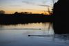 A pair of beavers swims across a pond on the property of Jim Hoffman, CEO of Hoffman Construction, as the sun sets, Friday,
