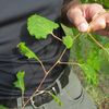 Burned before by ‘pesticide drift,’ vineyard owners enter growing season bracing for the worst
