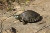 Proposed plan to restore Pearl River map turtle numbers would take decades