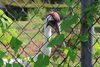 Whooping cranes are on the cusp of a comeback story. Could a Trump policy change the ending?