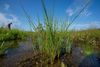 Tall grass in wetlands on a sunny day