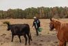 A man in a black jersey and ballcap carries a green bucket while a cow and horse walk next to him in a field