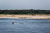A boat jets across the water, with a sandy beach behind and a forest of trees further back