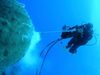 A scuba diver holds a rod up to a big round reef underwater